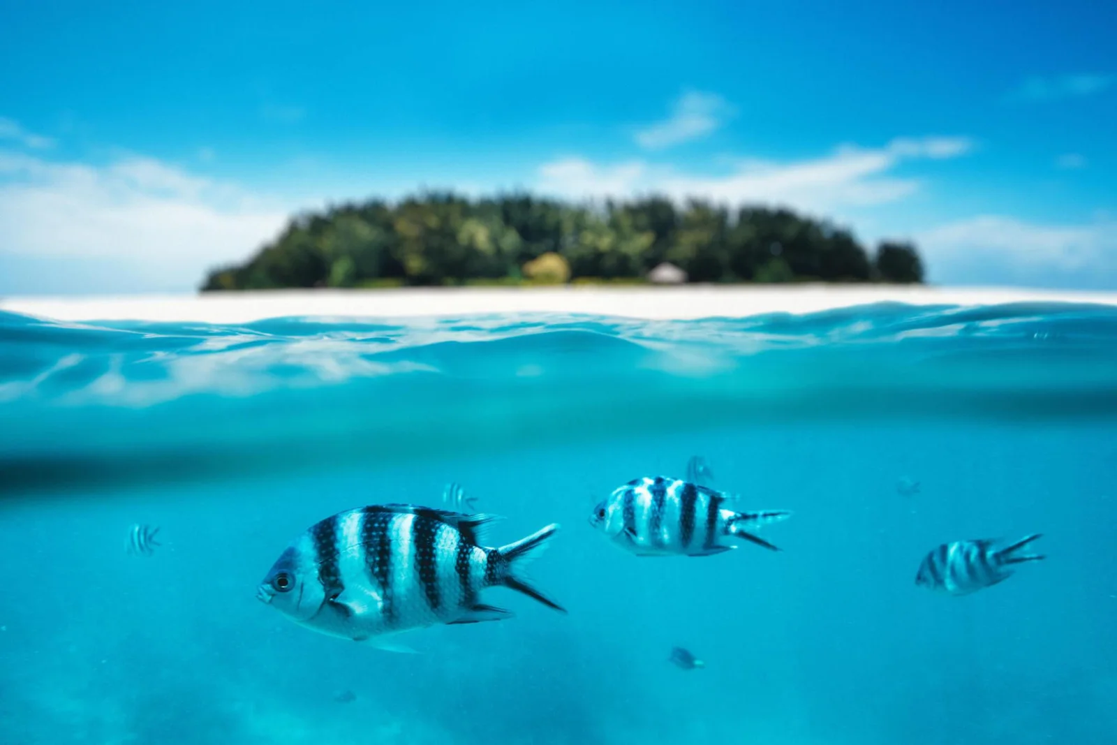 Mnemba Island above the water with tropical reef fish swimming below